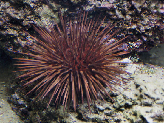  Echinometra lucunter (Rock Boring Urchin)